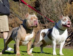 Pin On Xl Pitbull Bully
