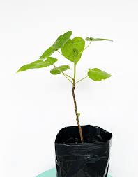 Image result for Croton macrostachyus