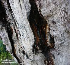 Image result for Copaifera baumiana