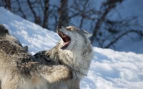 This is the homepage for the international wolf center, which aims to teach the world about wolves. Wolf Vs Bear Review Brains Brawn Survival Wsj