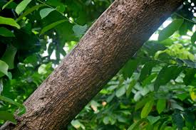 Image result for Monodora