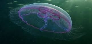 Deniz salyası marmara denizi'nde etkili oluyor, mudanya'da deniz salyası alarmı gibi haberler görüyoruz. Denizanasi Hakkinda Bilinmeyen 10 Gercek