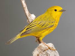 Image result for Vangueria proschii