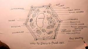 Human brain is one of the most complex and magnificent organs in the human body. How To Draw Plant Cell Step By Step Plant Cell Drawing Youtube