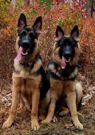 Black And Red German Shepherd Puppies For Sale In Nj Lostdogs 2 16 15 Southhampton Nj Germanshepherds Male Black Collar With Peace Symbols And Female Green Winn German Shepherd Dogs Losing A Dog Happy Dogs