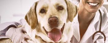 Neutering does not protect dogs from developing prostate cancer. How Will Fda Regulate Disease Sniffing Dogs Food And Drug Law Institute Fdli