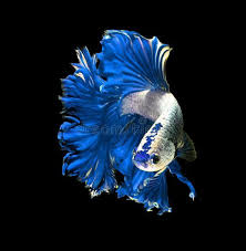 Pin By Sefa Baris On Fun Fish In 2020 Betta Fish Betta Fish Types Aquarium Fish