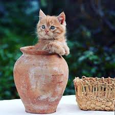 Mutlu Iyi Sabahlar Pazarlar Olsun Sevgi Selamlar Funny Cat Photos Cats Pretty Cats