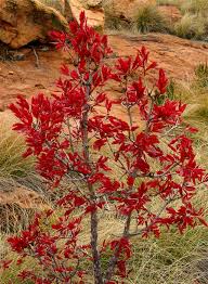 Image result for Coleochloa setifera