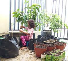 Senangnya bisa berkebun di pekarangan rumah yang sempit dan bagaimana cara pemupukan jambu kristal dan timun agar. Berkebun Dengan Memanfaatkan Pekarangan Rumah