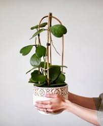 Going by the names sweetheart plant or valentine hoya, hoya kerrii is really easy to look after and keep healthy. Hoya Kerrii Care Guide How To Maintain Your Hoya Kerrii Plant Laptrinhx News