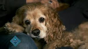 Blue Buffalo Tv Commercial Jillian And Her Dog Mo Ispot Tv