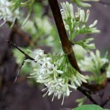 Image result for Pavetta revoluta