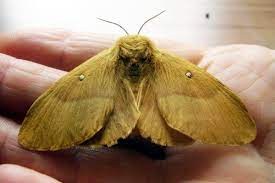Maybe you would like to learn more about one of these? Nachtfalter Bestimmen 20 Arten Mit Bild Gartenlexikon De