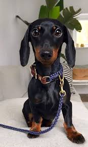 We did not find results for: Collier Pour Chien Original En Corde Rope Collier Chien Laisse Pour Chien Et Chien