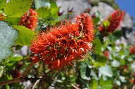 Image result for Greyia