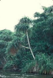 Image result for Pandanus candelabrum