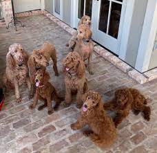 Welcome to our breeder page dedicated to our red standard poodles.these gorgeous red standard poodle breeders are the foundation of our beautiful red standard poodle puppies for sale.poodles come in such an array of beautiful colors but there is something to be admired about the striking beautiful red standard poodles. Fiona S Red Standard Poodle Puppies Home Facebook
