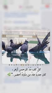 يا رب بك نستعين رب اخضر ازهر الرحمن Movie Posters Movies Life