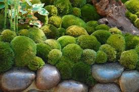 Detail Of Moss At Chelsea Flower Show Moss Garden Garden Design Moss Gardens