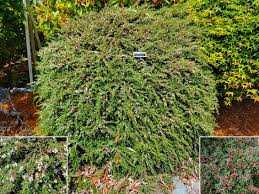 Image result for Cotoneaster