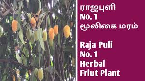 ராஜபுளி No.1 மூலிகை மரம்