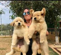 The most recent published articles. Golden Retriever Puppies For Sale Near Me Home Facebook
