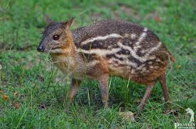 Mouse deer and baby fox cartoon in the jungle. Spotted Mouse Deer Mapio Net