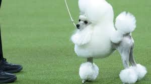 He was chosen as the 2018 reserve best in. Westminster Dog Show 2018 And The Winner Is Flynn The Bichon Westminster Dog Show Dog Show Dogs