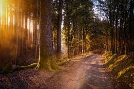 80 000 Kostenlose Wald Und Natur Bilder Pixabay