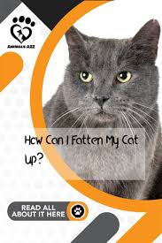 Depending on the reason for your cat's weight loss, it's essential to consult with your veterinarian regarding there are many commercial cat diets available that help your skinny pet gain weight, and your veterinarian may recommend a specially formulated. How Can I Fatten My Cat Up Cats Best Cat Food Kitten Food