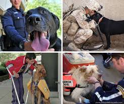 En equo extremadura no nos olvidamos de nuestros mejores amigos. Por Un Dia Mundial Del Perro De Trabajo Perrosdebusqueda