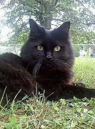This cat is a slow bloomer, and usually does not come become a cat until about two years old. Pictures Of Chantilly Tiffany Cat Breed Cat Breeds Chantilly Cat Cats