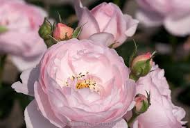 Yet even he recognized a separate vision in kipling's writings. Photo Rose Scepter D Isle Englische Rose David Austin 1997 By Tina Horst Herzig Photography Englische Rosen David Austin William Morris