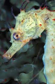 Beautiful Seahorse Seahorse Sea Creatures Sea And Ocean