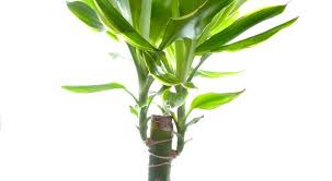 Yucca Conseils D Entretien Yucca Yucca Exterieur Yucca Interieur