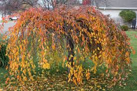 Weeping Dwarf Cherry Garden Shot Weeping Trees Backyard Landscaping