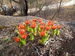 Image result for Scadoxus puniceus