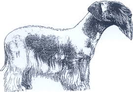 Image result for ČESKÝ TERIÉR