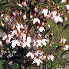 Check spelling or type a new query. Marley S Pink Japanese Snowbell Japanese Snowbell Tree Small Ornamental Trees Ornamental Trees