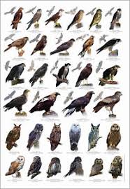 10 british birds wildlife poster british birds