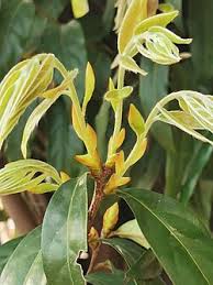Image result for Diospyros abyssinica