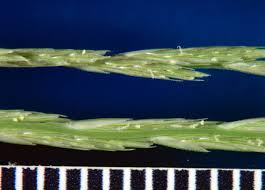 Image result for Leptochloa fusca