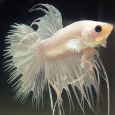 Pin By Marianne Sans On Beautiful Betta Fish Betta Fish Betta Fish Pet