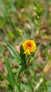 Image result for Zornia pratensis