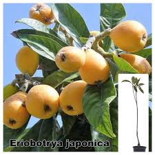 Image result for Eriobotrya japonica