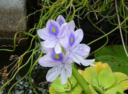 Top 7 Most Beautiful Aquatic Flowers In The World Water Hyacinth Water Plants Aquatic Garden