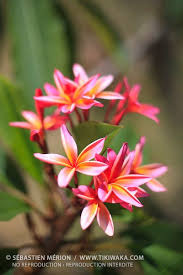Red Frangipani Plumeria Rubra New Caledonia Tikiwaka New Caledonia Stock Photo Frangipani Plumeria Flowers