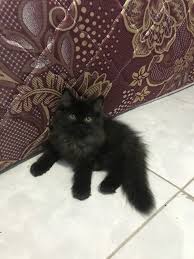 Kucing himalaya peaknose merupakan kucing domestik yang dapat menarik perhatian. Kucing Persia Hitam Polos Membawa Keberuntungan Ini 8 Fakta Menarik Seputar Kucing Hitam Warna Bulu Pada Kucing Persia Himalaya Ini Disebut Colorpoint