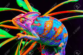 Jemenchamäleon ( chameleo calyptratus) babys fressen heimchen fütterung babys chamäleon beim fressen. Jemen Chamaleon Isoliert Auf Schwarz Grossen Background Lizard Auf Dem Grunen Leaves Skin Hat Eine Helle Farbe Lizenzfreie Fotos Bilder Und Stock Fotografie Image 76389446